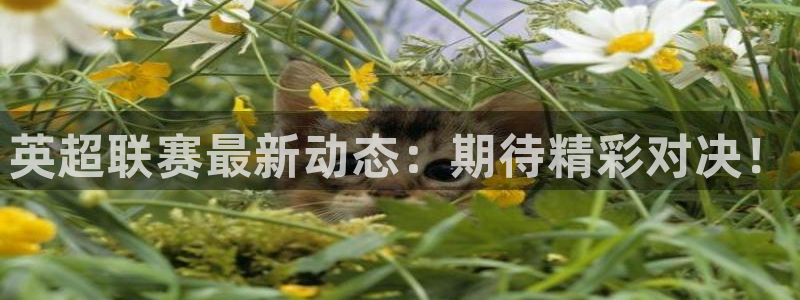 乐球在线观看免费直播：英超联赛最新动态：期待精彩对决！